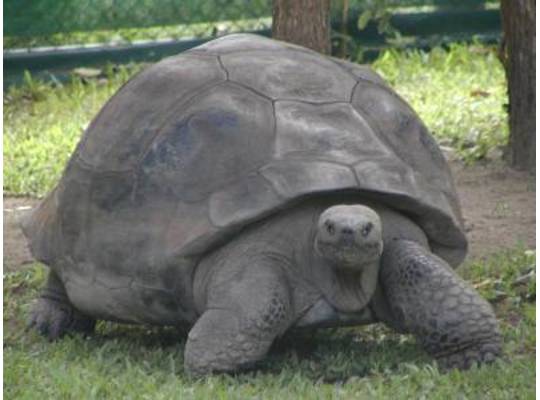 ダーウィンは整体を受けていたか