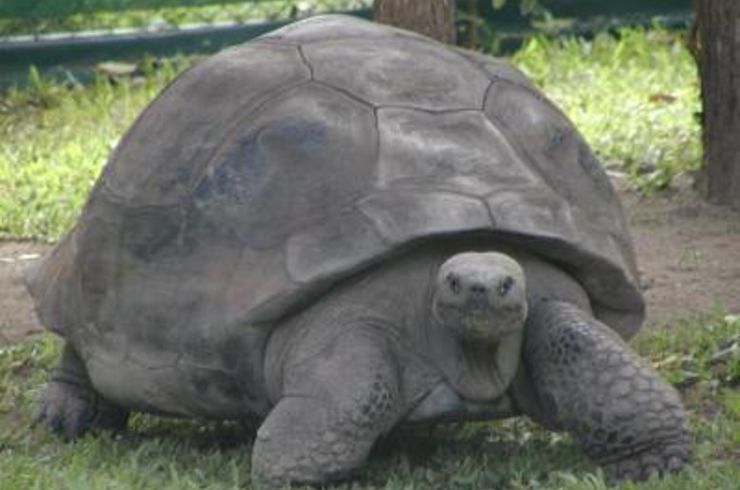 ダーウィンは整体を受けていたか